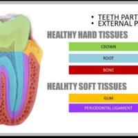Image of Teeth parts - External healthy