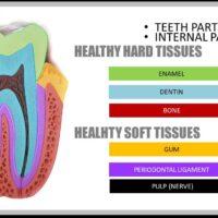 Image of teeth parts - Internal healty parts